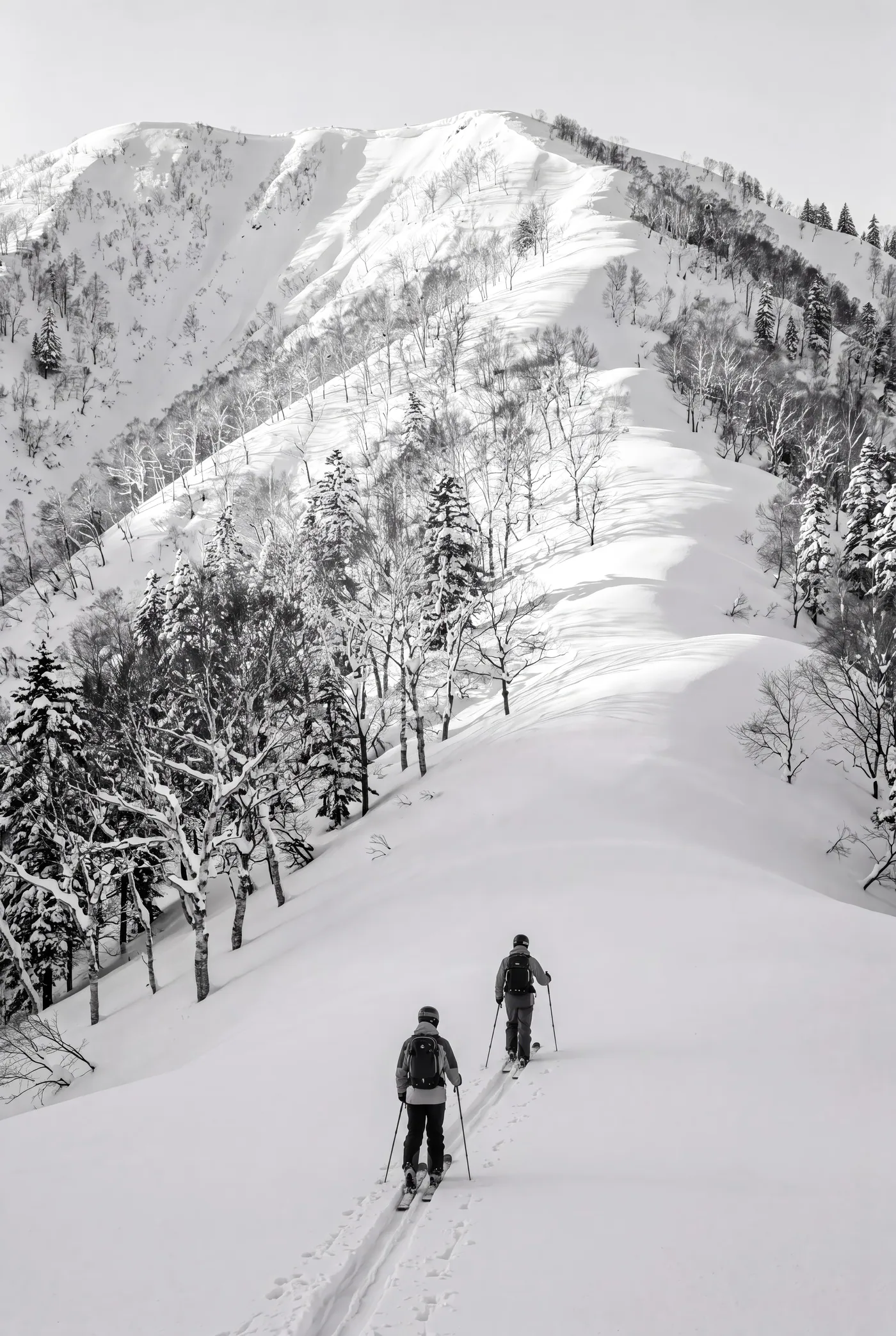 Two skiers skinning up a snow slope through widely spaced trees